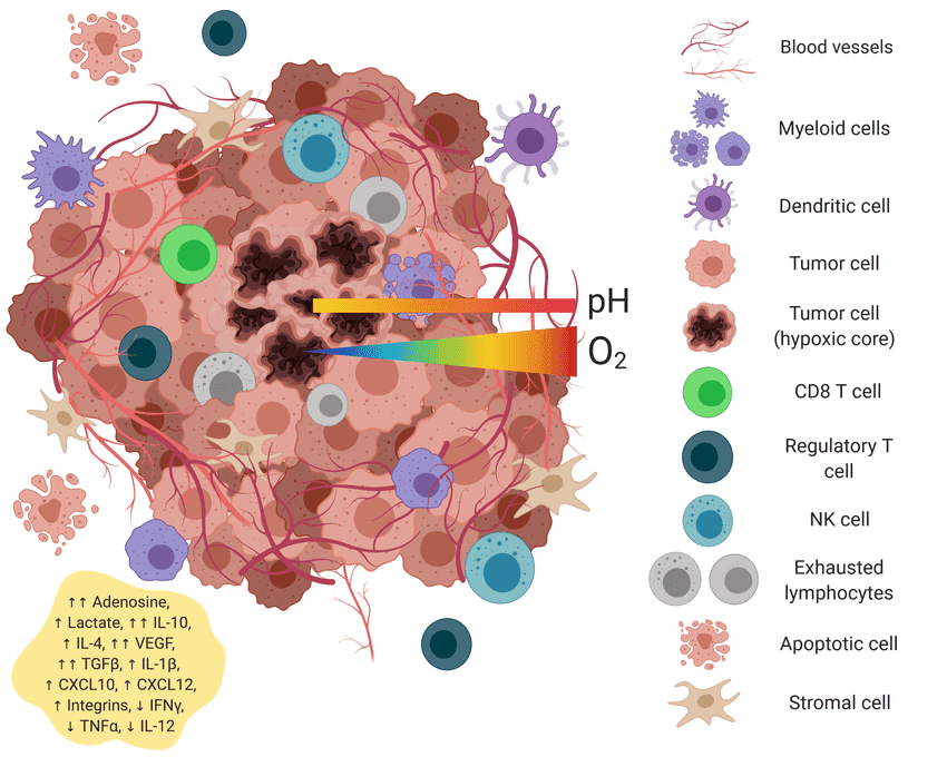 Tumor microenvironment - Wikipedia