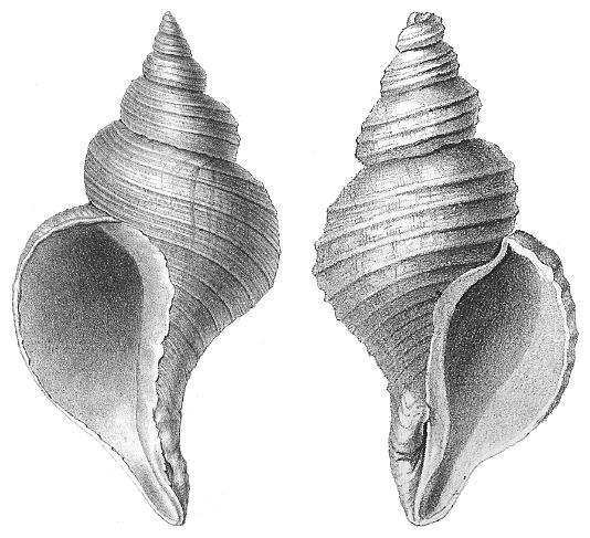 Gastropod shell - Wikipedia