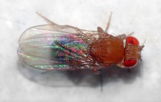 Drosophila melanogaster — Wikipédia