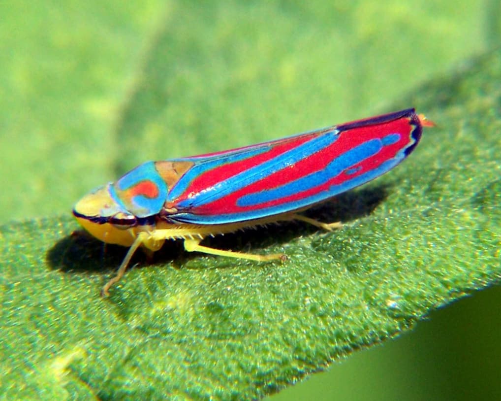 Cicadellidae — Wikipédia