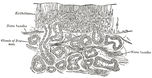 Olfactory epithelium - Wikipedia