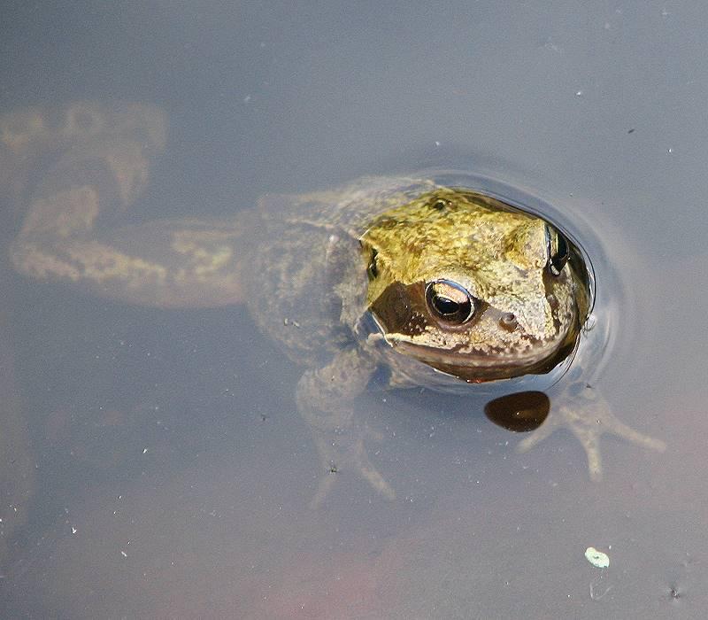 Poïkilotherme — Wikipédia