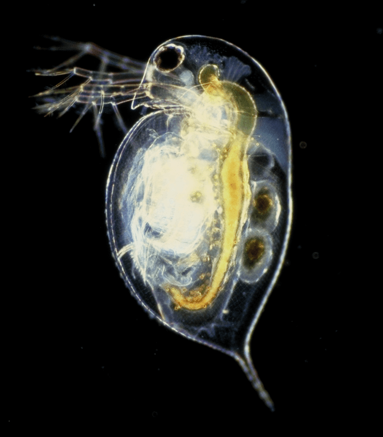 Daphnia - Wikipedia