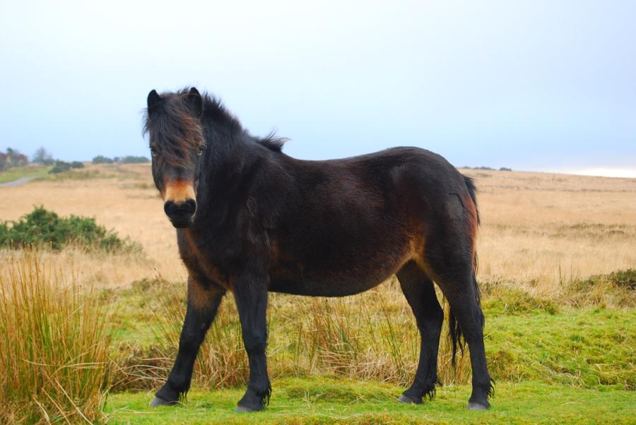 Exmoor pony - Wikipedia