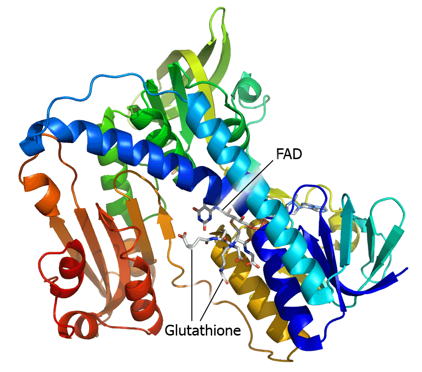 Glutathion réductase — Wikipédia