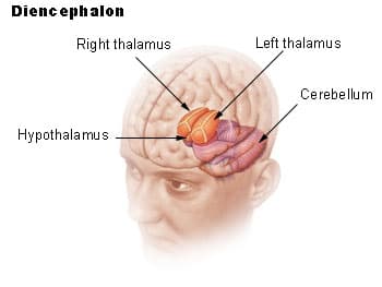 Diencephalon - Wikipedia