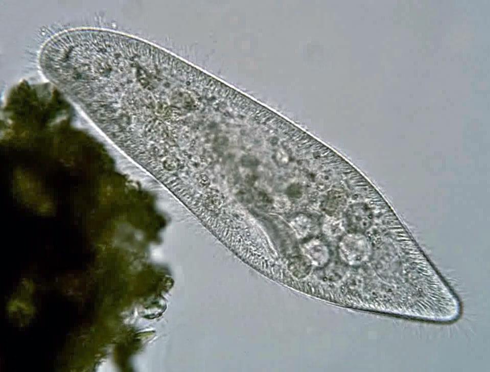 Paramecium caudatum - Wikipedia