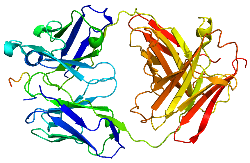 Osteopontin - Wikipedia