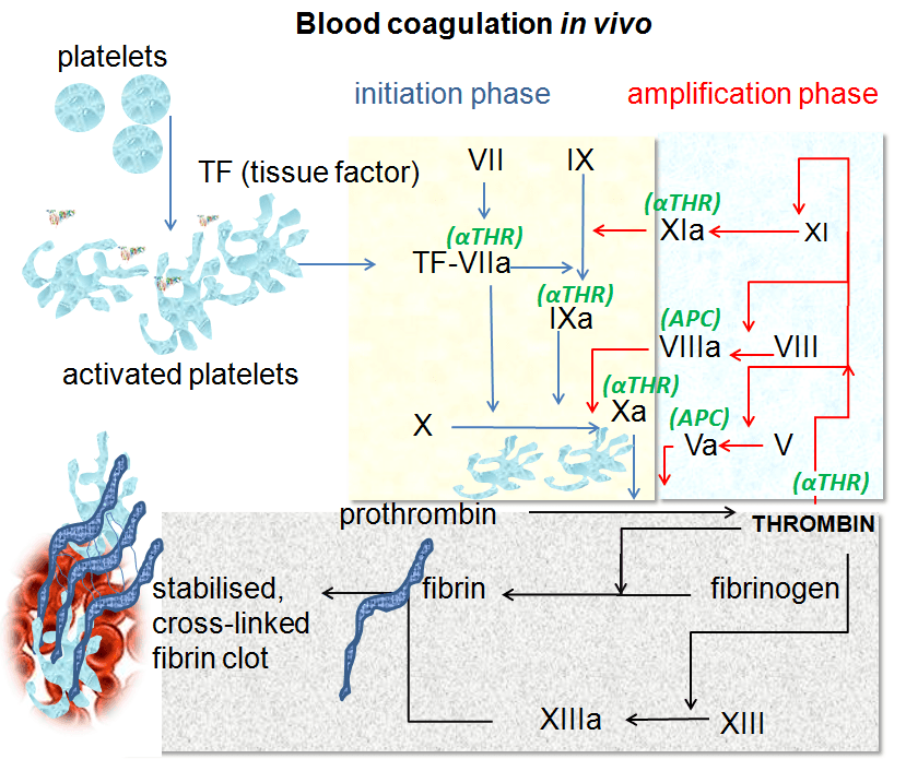 Coagulation - Wikipedia