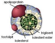 Lipoprotéine — Wikipédia