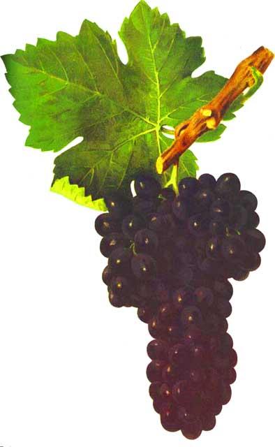 Syrah - Wikipedia