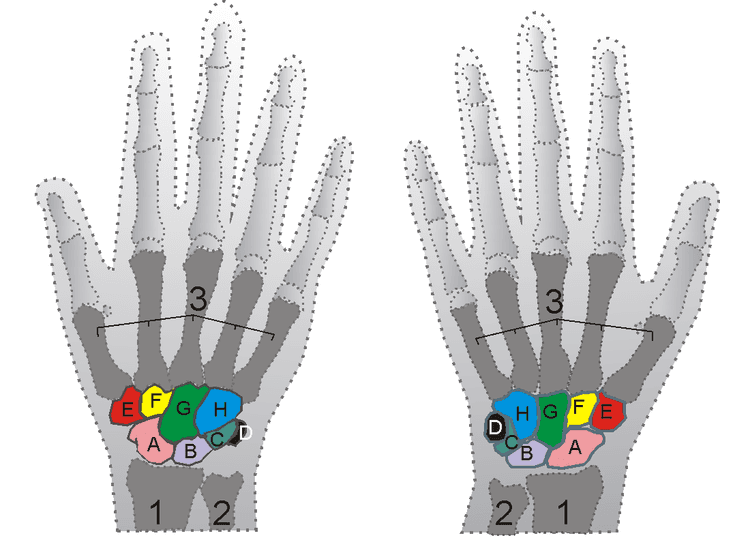 Carpe (anatomie) — Wikipédia