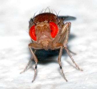 Animal testing on invertebrates - Wikipedia