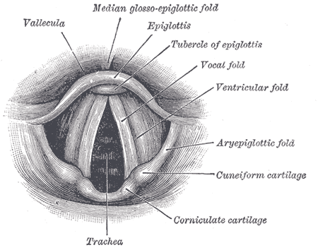 Vocal cords - Wikipedia