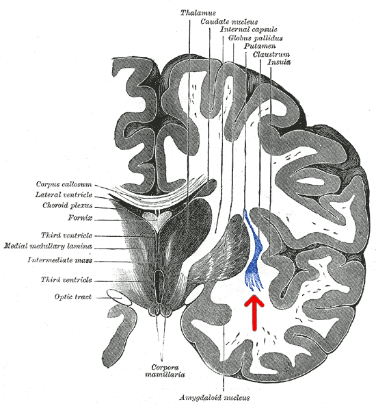 Claustrum - Wikipedia