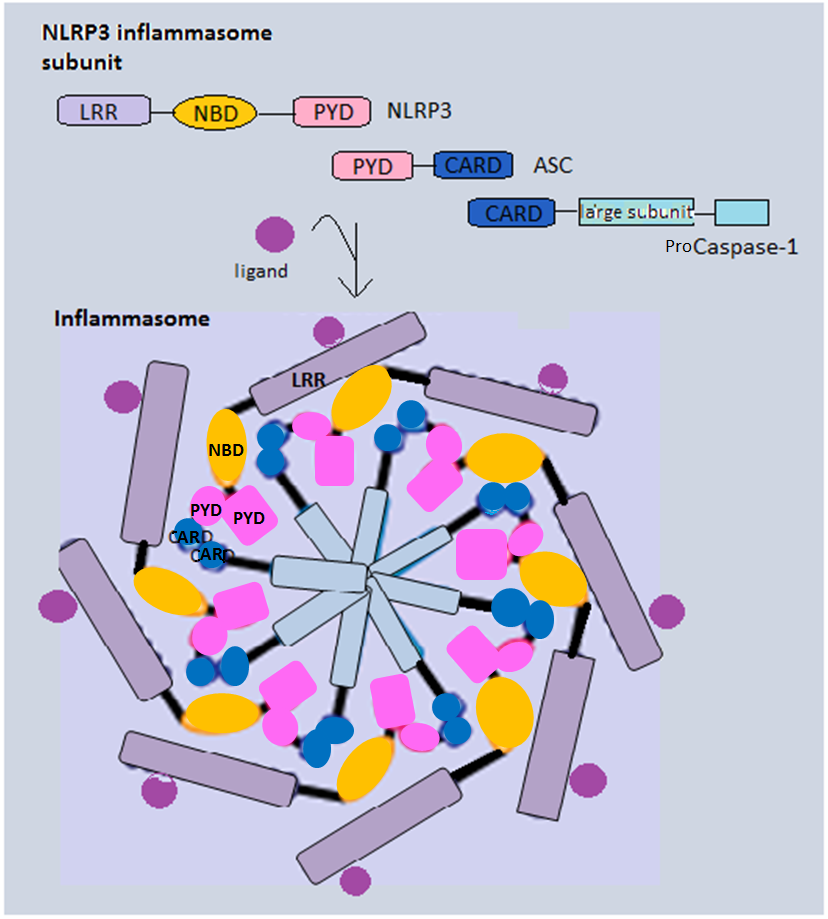 Inflammasome - Wikipedia