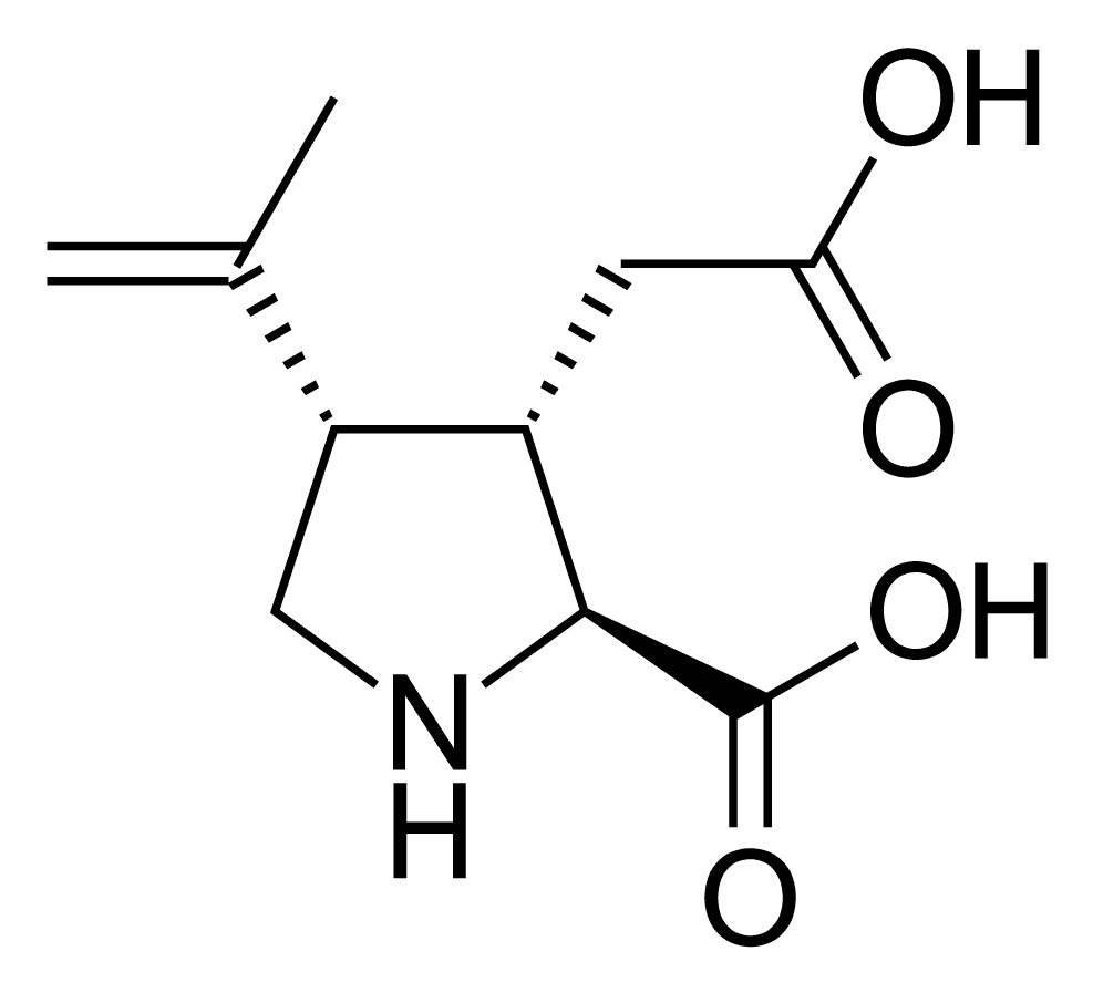 Kainate receptor - Wikipedia