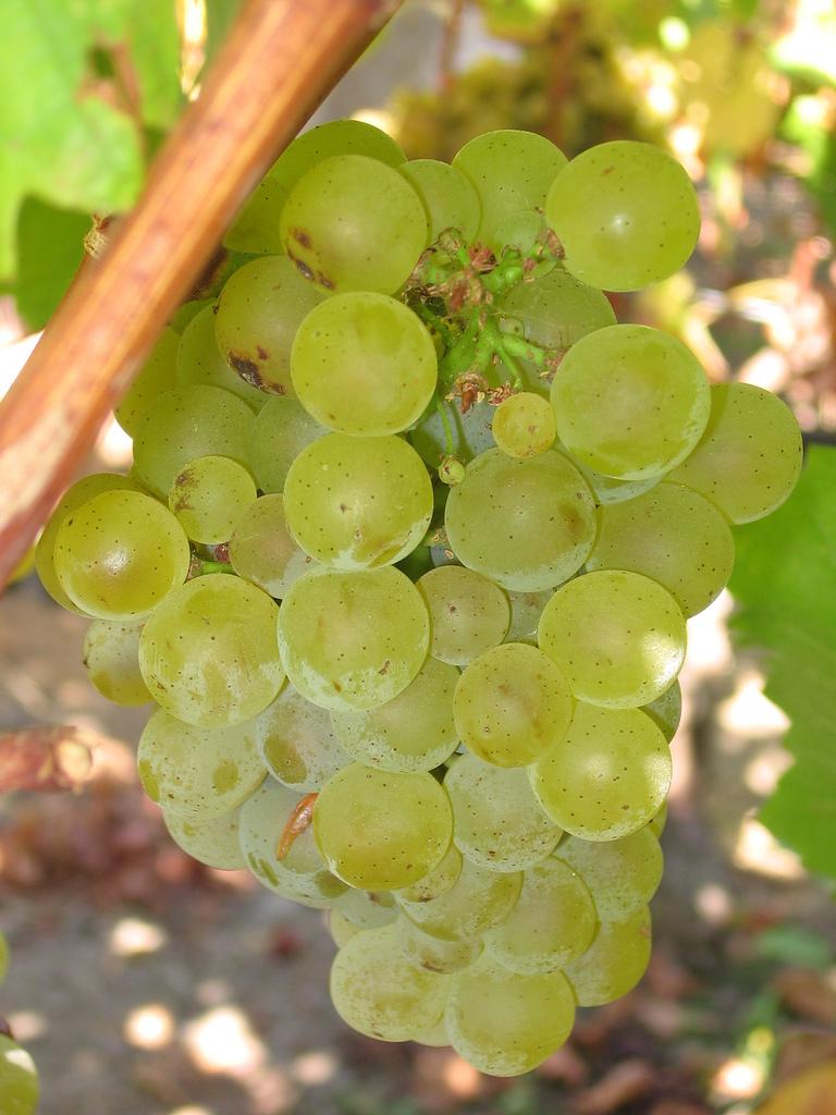 Sauvignon blanc - Wikipedia