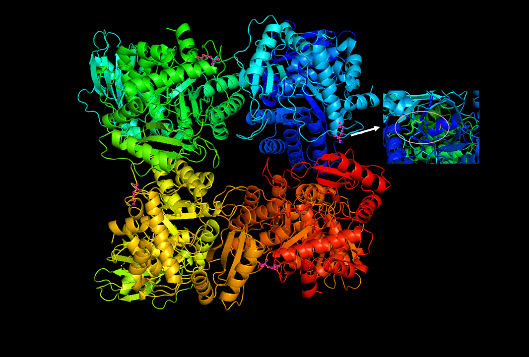 RuBisCO - Wikipedia