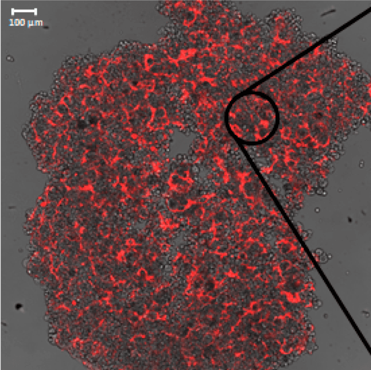 Aptamer - Wikipedia