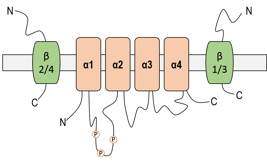 Canal sodium — Wikipédia