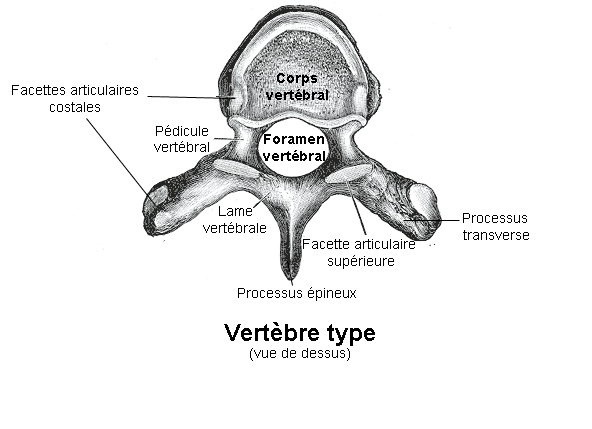 Laminectomie — Wikipédia