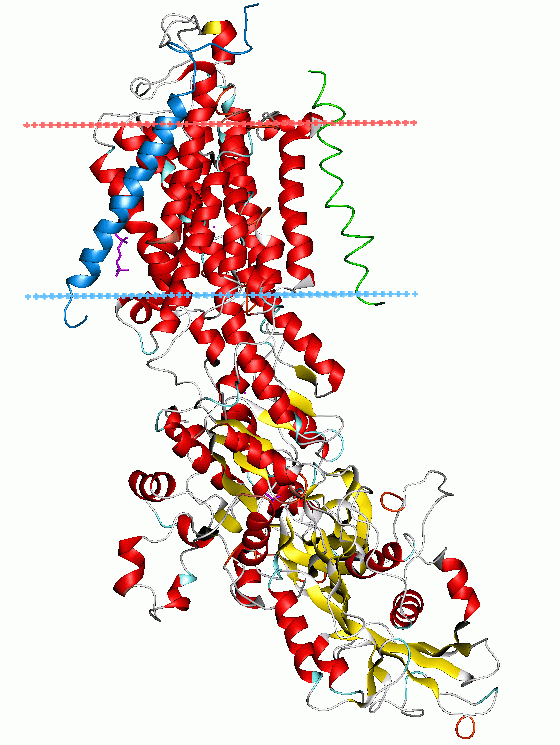 Sodium–potassium pump - Wikipedia