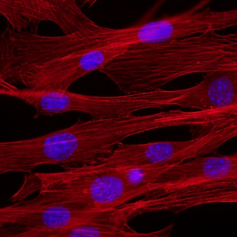 Biologie cellulaire — Wikipédia