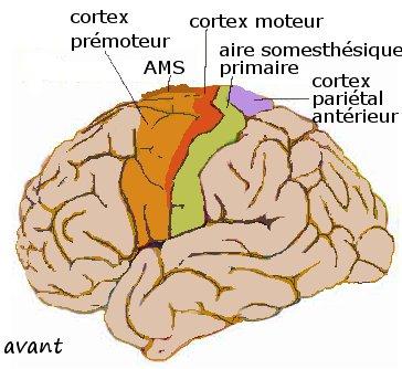 Cortex moteur — Wikipédia