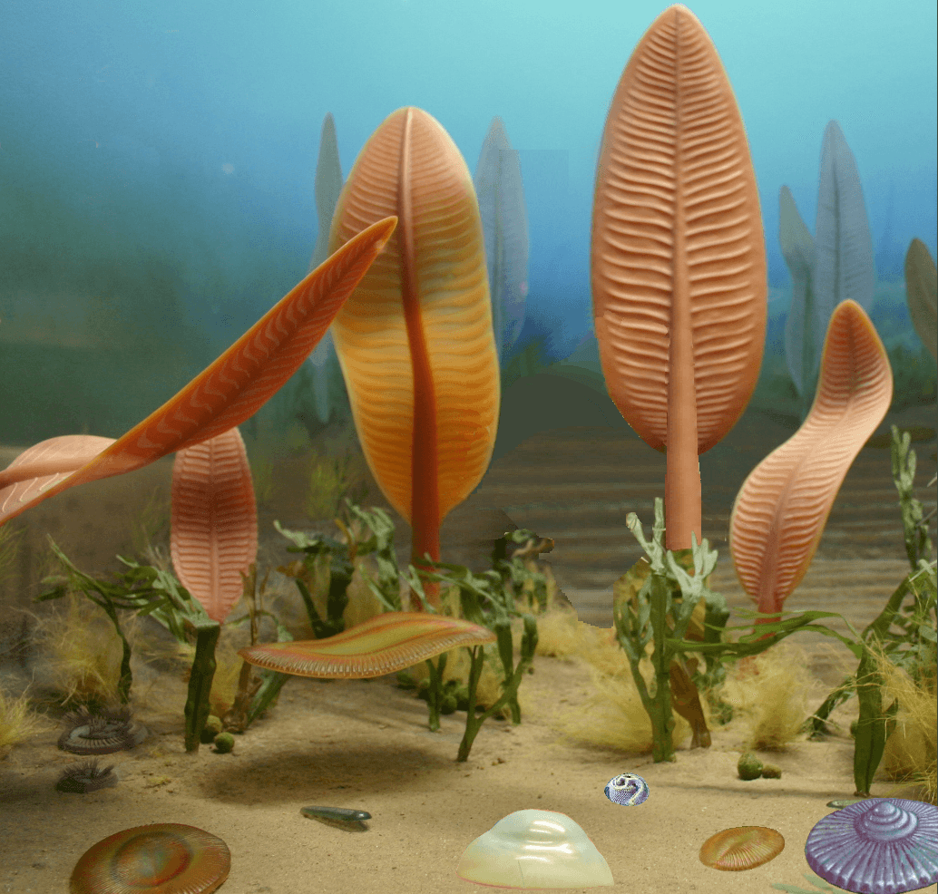 Ediacaran biota - Wikipedia