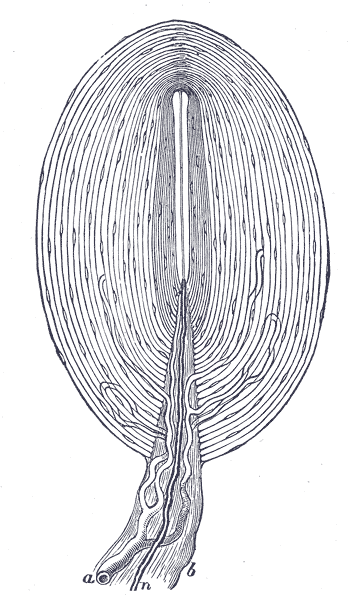 Corpuscule de Pacini — Wikipédia