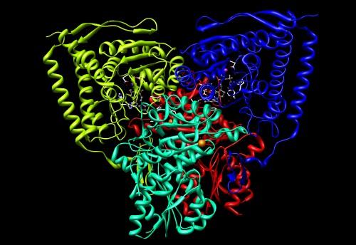 Pyruvate dehydrogenase - Wikipedia