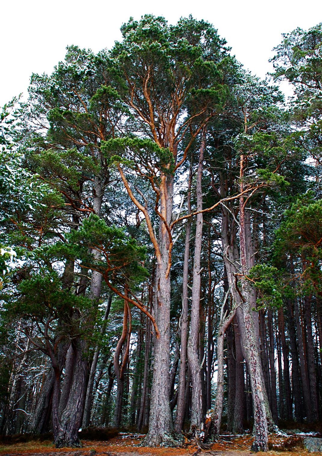 Pin sylvestre — Wikipédia