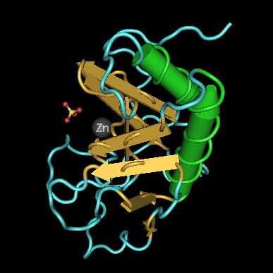 Sonic hedgehog protein - Wikipedia