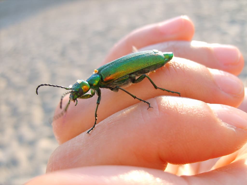 Interactions entre humains et insectes — Wikipédia