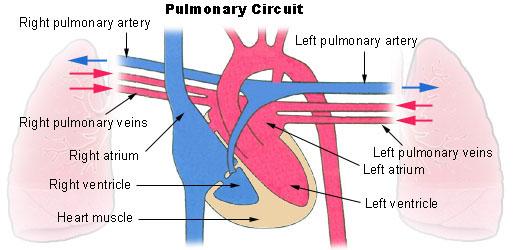 Circulation pulmonaire — Wikipédia