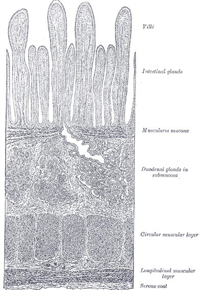 Villosité intestinale — Wikipédia