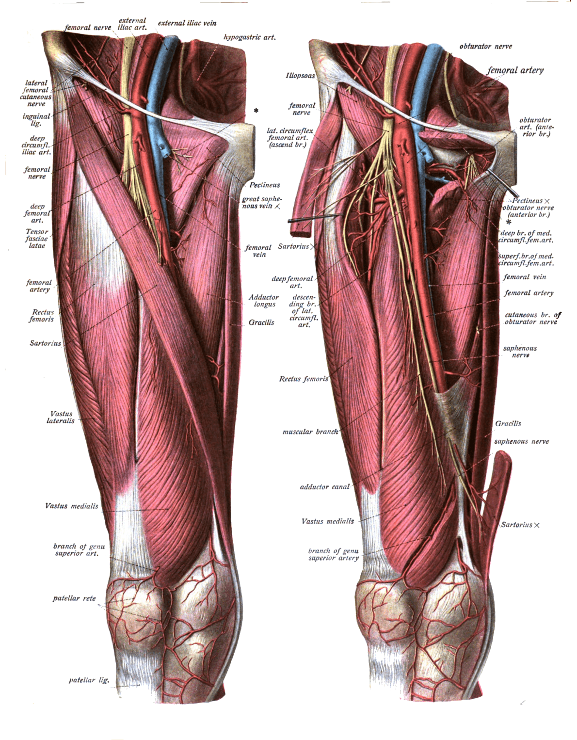 Femoral artery - Wikipedia