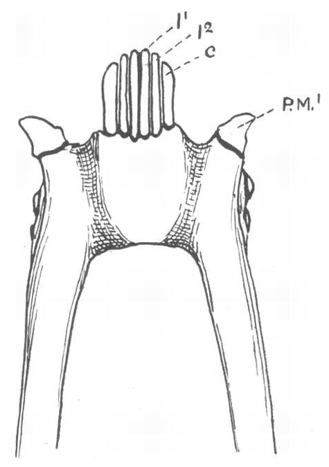 Toothcomb - Wikipedia