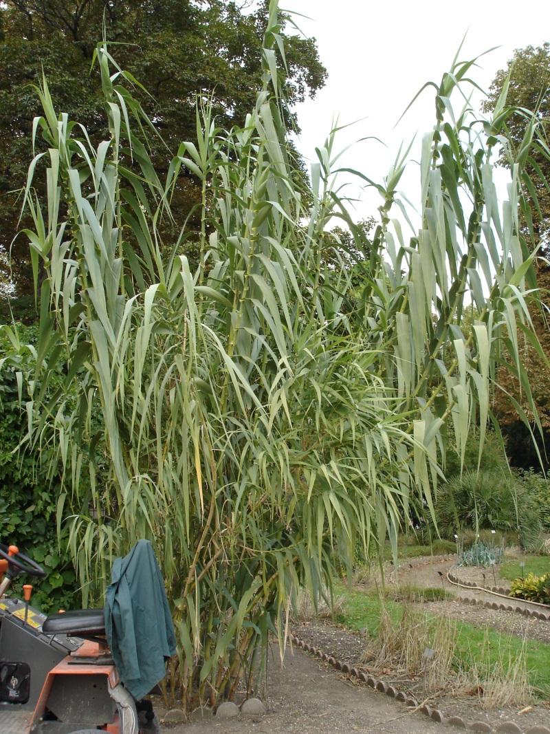 Arundo donax — Wikipédia