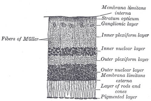 Retinal pigment epithelium - Wikipedia