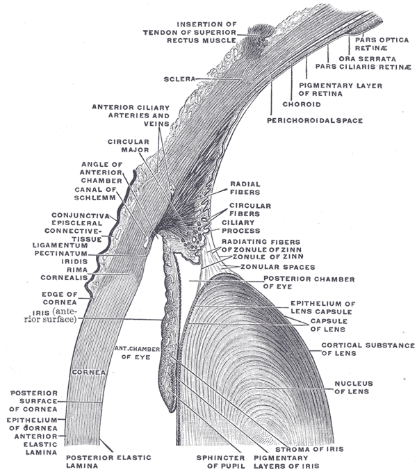 Conjunctiva - Wikipedia