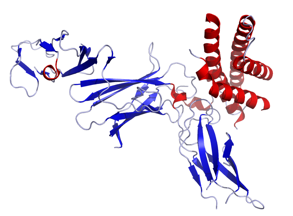 Interleukine 12 — Wikipédia