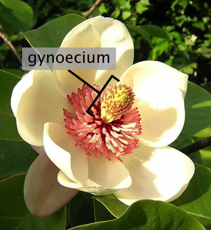 Gynoecium - Wikipedia