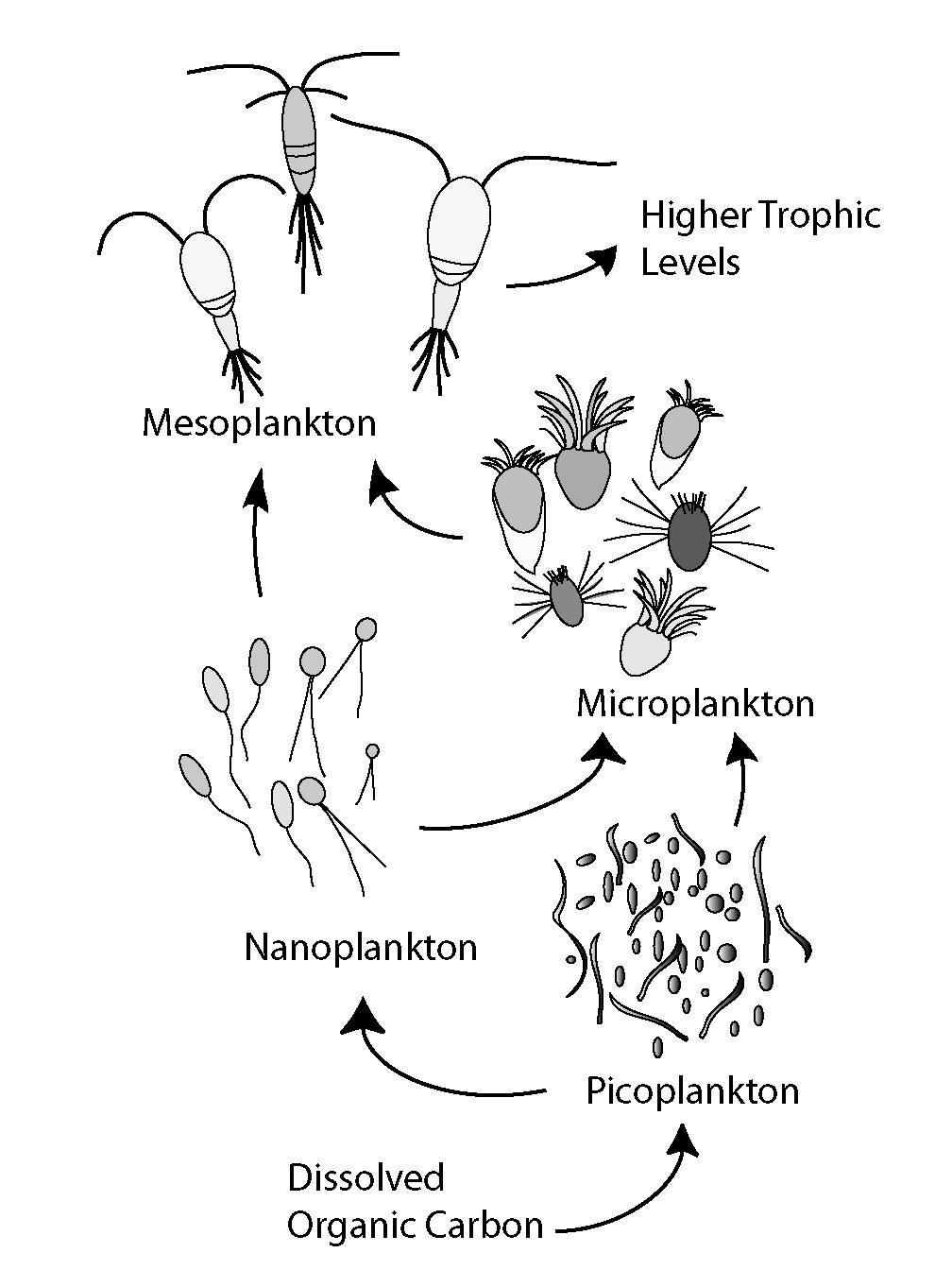 Microbial loop - Wikipedia