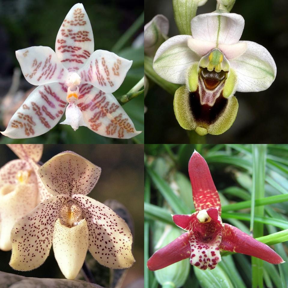 Orchidaceae — Wikipédia