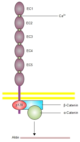 Cadhérine — Wikipédia