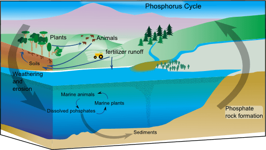 Phosphorus cycle - Wikipedia