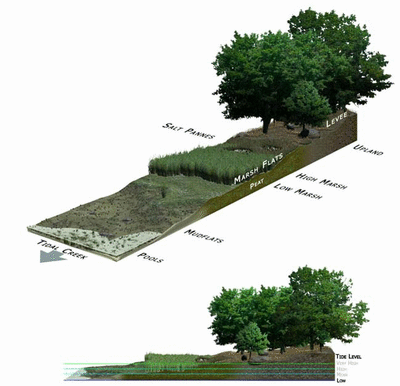 Salt marsh - Wikipedia