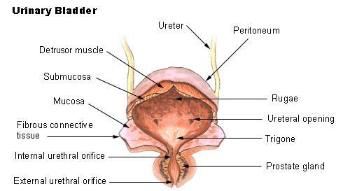 Overactive bladder - Wikipedia